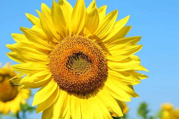 Beautiful sunflower in the field, close up — Stock Photo, Image