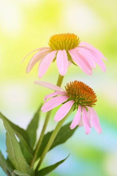 松果菊鲜花、 户外活动 — 图库照片