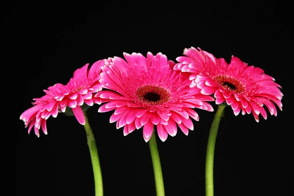 Hermosas flores de gerberas rosadas sobre fondo negro — Foto de Stock