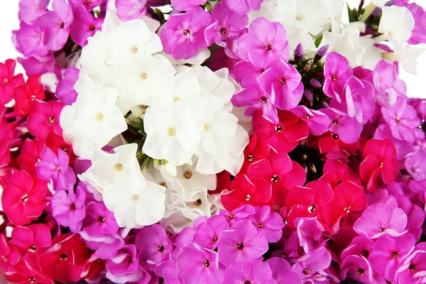 Belo buquê de phlox close-up — Fotografia de Stock