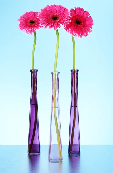 Hermosas flores de gerberas rosadas en jarrones sobre fondo azul — Foto de Stock