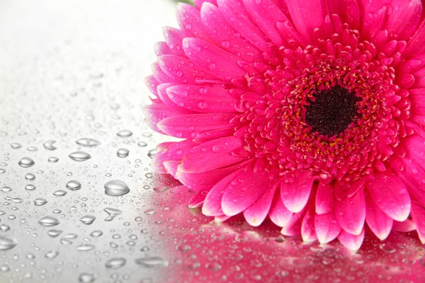 Beautiful pink gerbera flower, close up — Stock Photo, Image