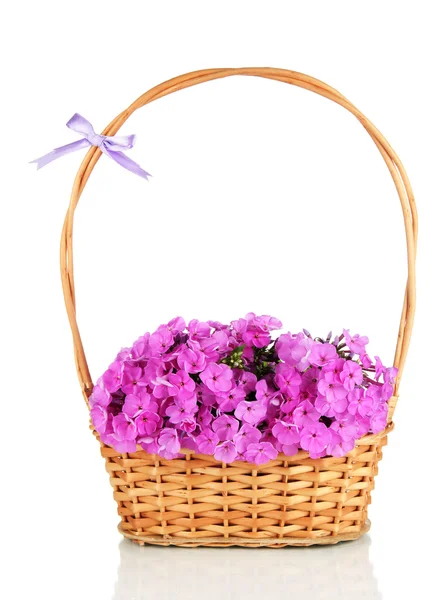 Beautiful bouquet of phlox in wicker basket isolated on white — Stock Photo, Image