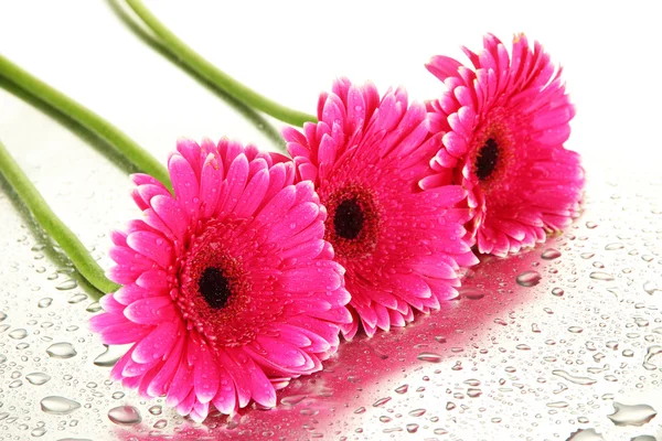 Lindas flores de gerbera rosa, close-up — Fotografia de Stock