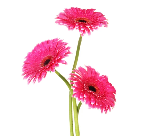 Beautiful pink gerbera flowers isolated on white — Stock Photo, Image