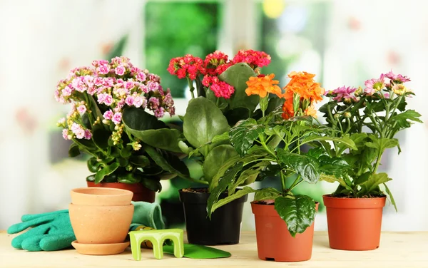 Beautiful flowers in pots on wooden table on natural background — Stock Photo, Image