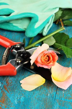 Bahçe secateurs ve gül ahşap masa yakın çekim üzerinde