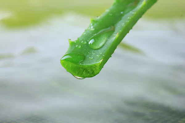 Close up of fresh aloe leaf with — Stock Photo, Image