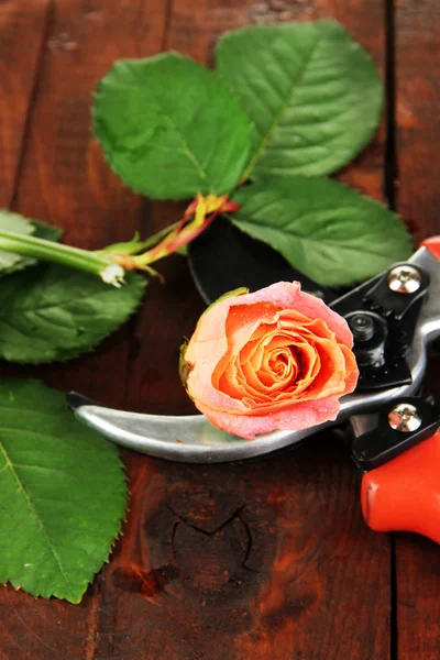 Zahradní zahradnické nůžky a rose na dřevěný stůl detail — Stock fotografie