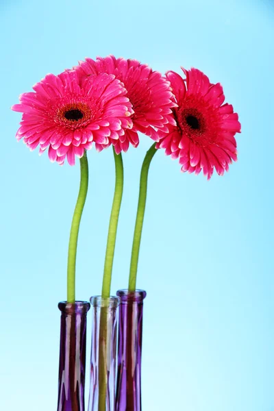 Belles fleurs de gerbera rose dans des vases sur fond bleu — Photo