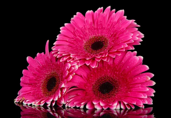 Siyah arka plan üzerinde güzel pembe gerbera çiçekleri — Stok fotoğraf