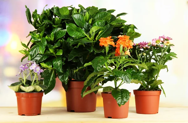 Beautiful flowers in pots on wooden table on natural background — Stock Photo, Image