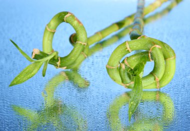 güzel bambu dalları mavi zemin üzerine