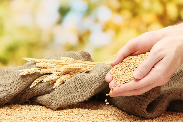 Man hands with grain, on green background — Stock Photo, Image