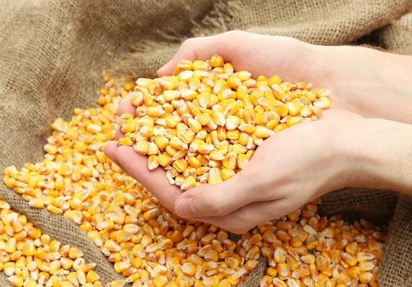 Man hands with grain, on yellow corn background — Stock Photo, Image