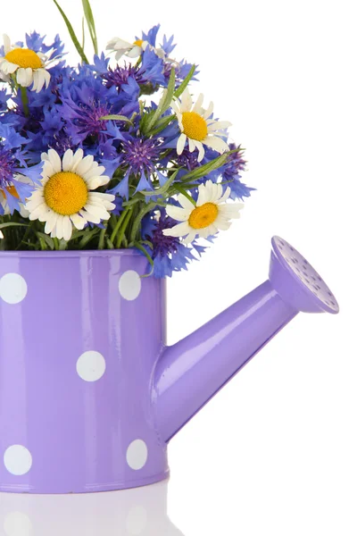 Bouquet of cornflowers and chamomiles in watering can, isolated on white — Stock Photo, Image