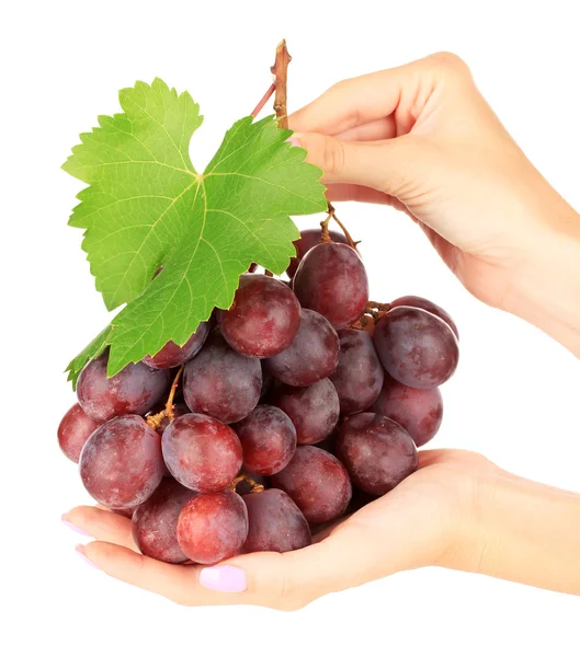 Uvas maduras deliciosas en manos aisladas en blanco —  Fotos de Stock