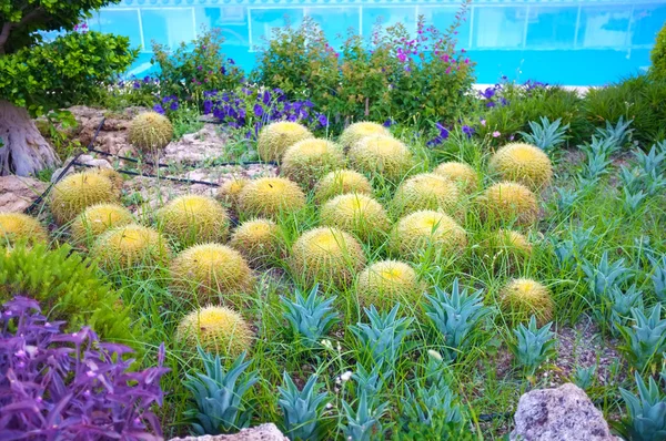 Naranjería con plantas tropicales en el jardín — Foto de Stock