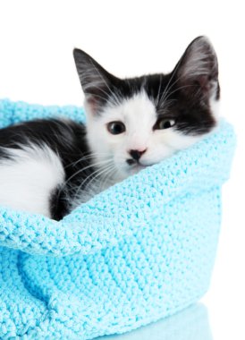 Mavi üzerine beyaz izole sepet örgü küçük yavru kedi