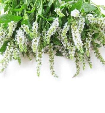 bej renkli arka plan üzerinde çiçekler taze nane