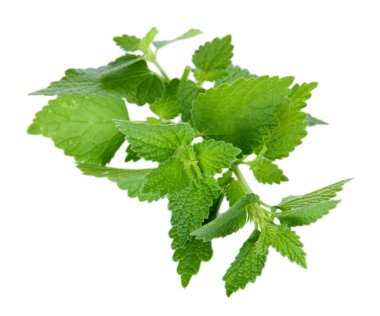 yeşil yaprakları, üzerinde beyaz izole