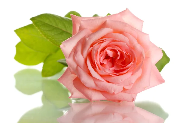 Rose rose isolée sur whit — Photo