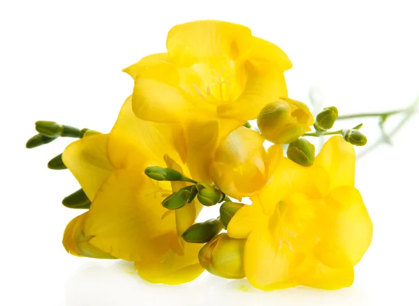 Hermoso ramo de freesias, aislado en blanco — Foto de Stock