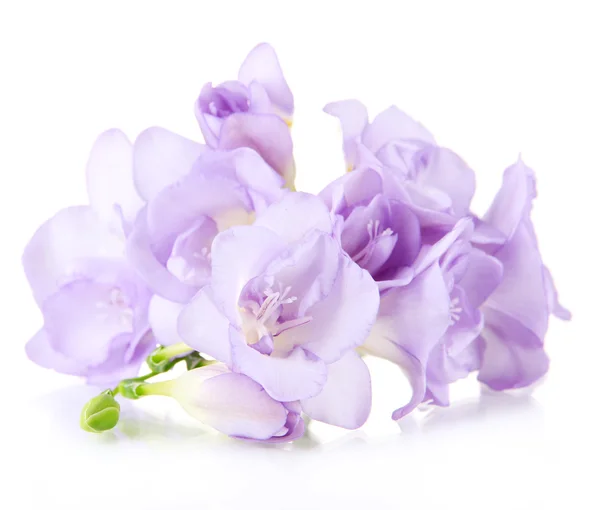 Beautiful freesia, isolated on white — Stock Photo, Image