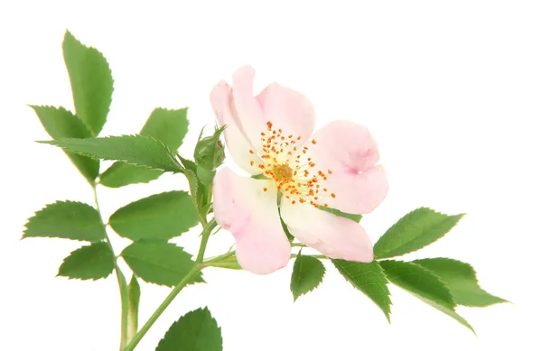 Flor rosa de la cadera, aislada en blanco —  Fotos de Stock