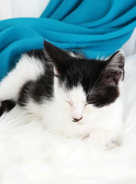 Piccolo gattino su tappeto bianco su sfondo tessuto — Foto Stock