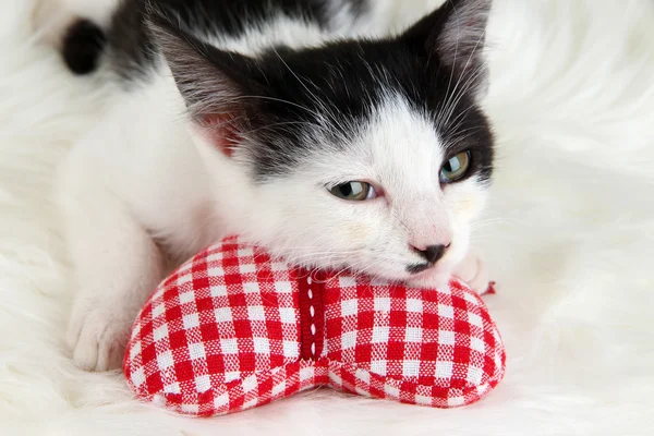 Petit chaton sur tapis blanc — Photo