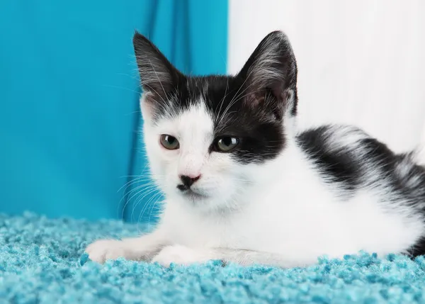 Gatito pequeño sobre alfombra azul sobre fondo de tela —  Fotos de Stock