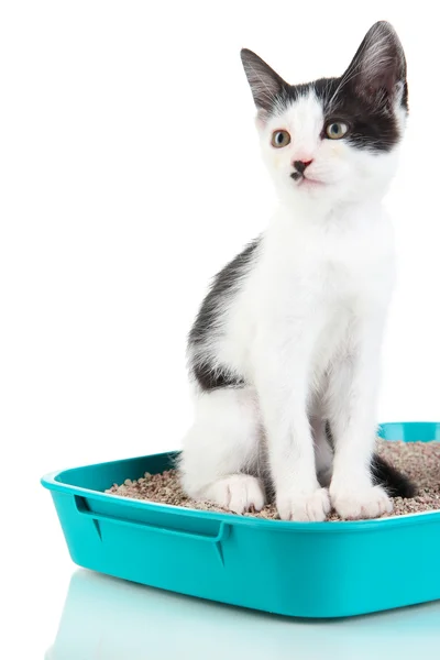 Gatinho pequeno em gato de areia de plástico azul isolado em branco — Fotografia de Stock