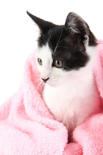 Gatinho pequeno em toalha rosa isolado em branco — Fotografia de Stock