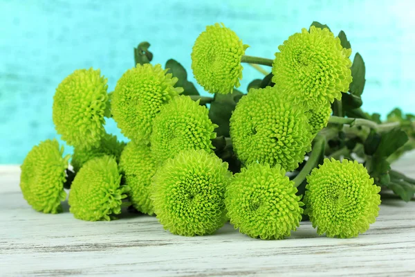 Schöne grüne Chrysantheme auf dem Tisch auf blauem Hintergrund — Stockfoto