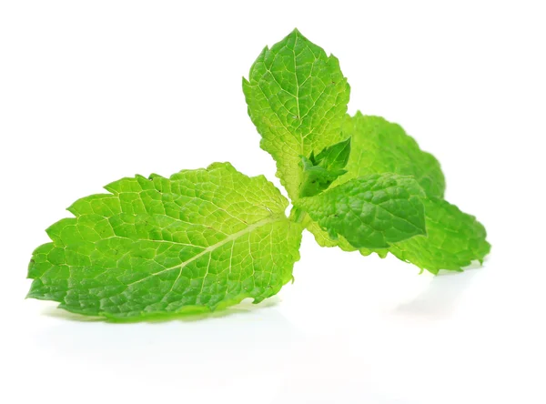 Hojas frescas de menta aisladas en blanco —  Fotos de Stock