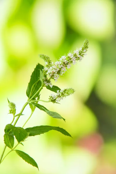 Färsk mynta blommor i trädgården — Stockfoto