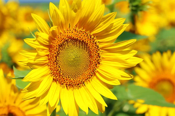 Beautiful sunflowers field — Stock Photo, Image