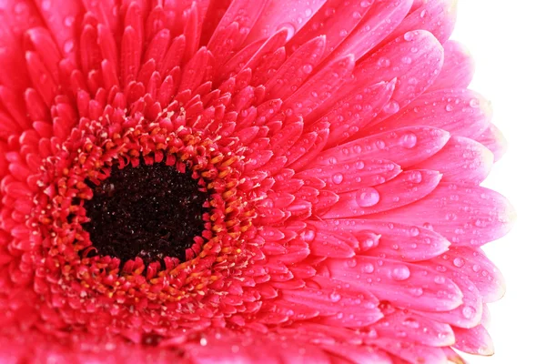 Цветки розовой герберы изолированы на белом фоне — стоковое фото