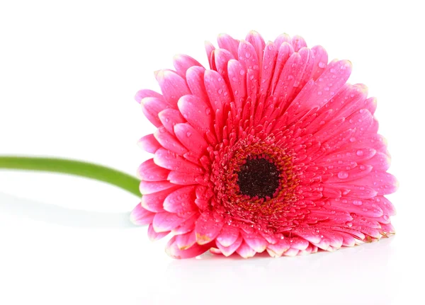 Beautiful pink gerbera flower isolated on white — Stock Photo, Image