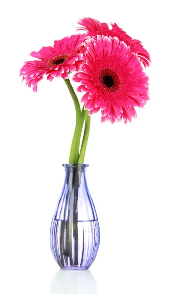 Beautiful pink gerbera flowers in vase isolated on white — Stock Photo, Image