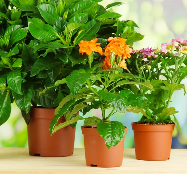 Hermosas flores en macetas sobre mesa de madera sobre fondo natural — Foto de Stock