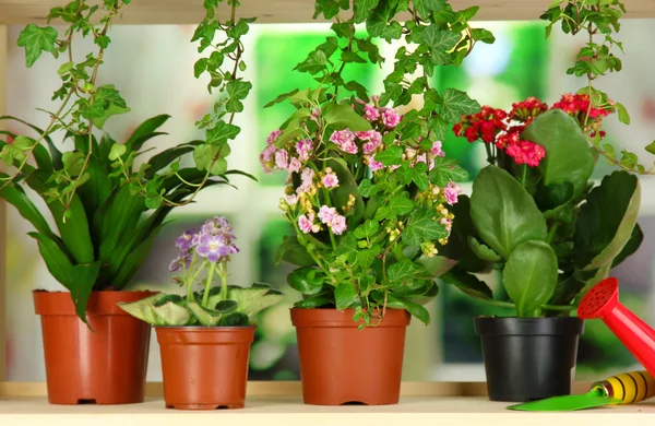 Beautiful flowers in pots on wooden shelves on natural background — Stock Photo, Image