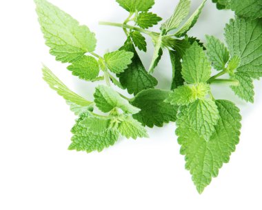 yeşil yaprakları, üzerinde beyaz izole