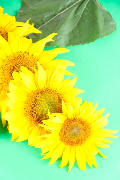 Krásné slunečnice na barevném pozadí — Stock fotografie