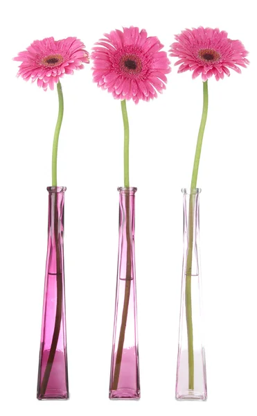 Hermosas flores de gerberas rosadas en jarrones aislados en blanco — Foto de Stock