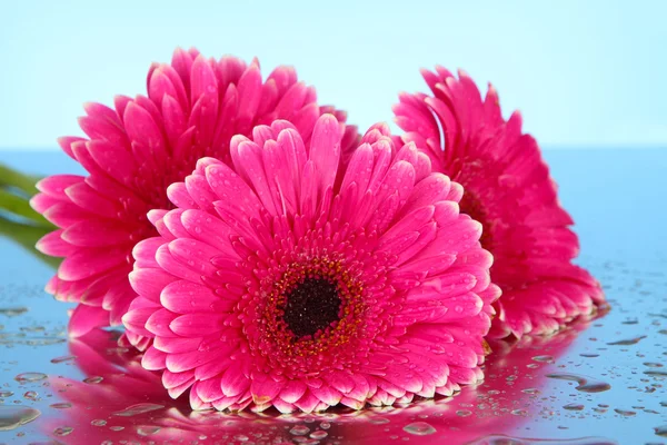 Hermosas flores de gerberas rosadas, de cerca — Foto de Stock