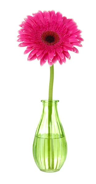 Beautiful pink gerbera flower in vase isolated on white — Stock Photo, Image
