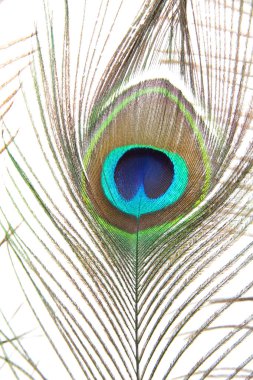 Tavus kuşu tüyü beyaz zemin üzerine