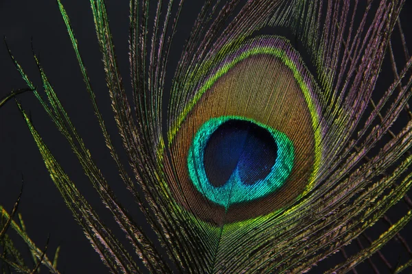 Peacock feather on black background — Stock Photo, Image